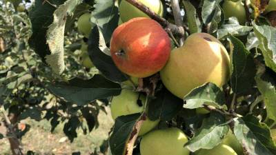 Как омолодить старые яблони весной?