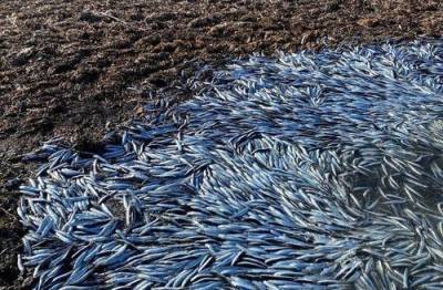 В Приморье зафиксировали массовый выброс на берег тропических рыб