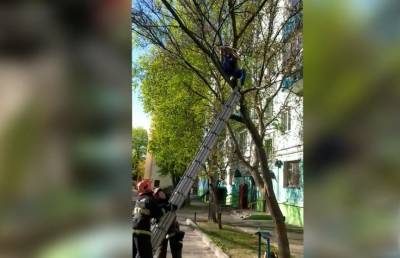 В Гомеле спасатели сняли с дерева 12-летнюю девочку