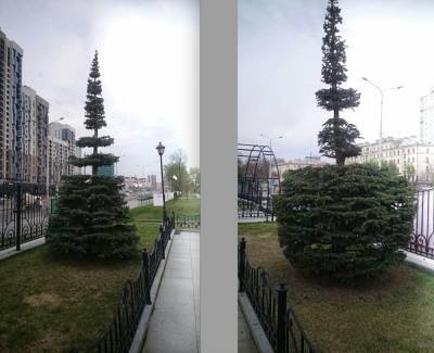 В управлении СвЖД объяснили странную обрезку деревьев в Екатеринбурге