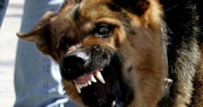 Выскочили на улицу и напали на прохожих: в Донецкой области собаки загрызли 34-летнего мужчину