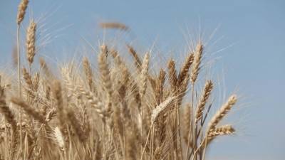 Цены на российскую пшеницу выросли за майские каникулы