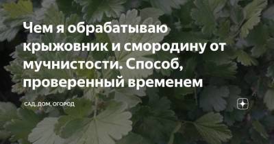 Чем я обрабатываю крыжовник и смородину от мучнистости. Способ, проверенный временем