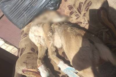 В Тверской области живодеры до смерти замучили собаку и поиздевались над трупом