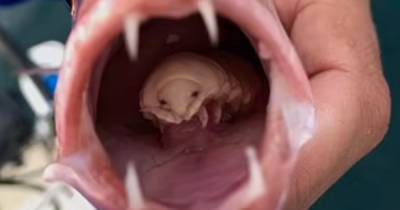 В Африке обнаружили паразита, который откусывает язык рыбы, а затем заменяет его (фото)