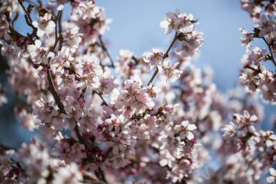 Петербургский Ботанический сад пригласил горожан полюбоваться на цветение сакуры