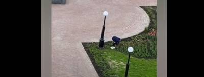 В Липецке женщина выкопала тюльпаны с площади Петра Великого под камерами видеонаблюдения