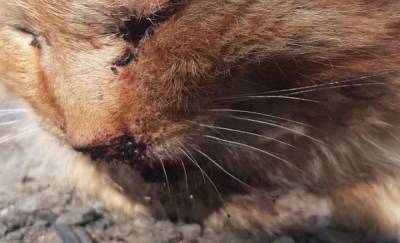 Тюменцы пытаются спасти кота с тяжелыми травмами