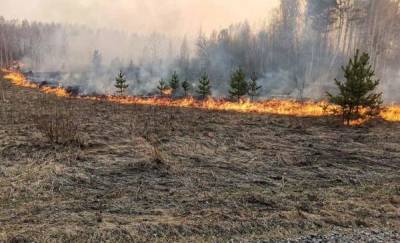 В тюменских лесах из-за пожаров вводится режим ЧС