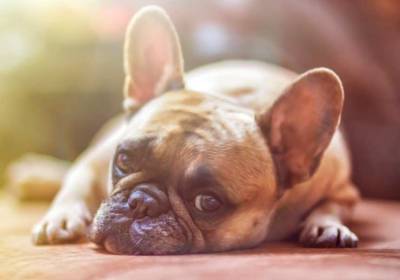 Ученые: На уровень стресса собак влияют их отношения с человеком