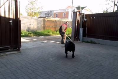 Собаки растерзали прохожих, один не выжил: детали трагедии в Донецкой области
