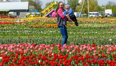 Цветочный рай: как Буковину «завоевали» тюльпановые и лавандовые поля