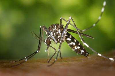 Летом комары высосут из петербуржцев всю кровь