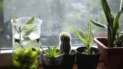 Учёный рассказал о полезных свойствах комнатных растений