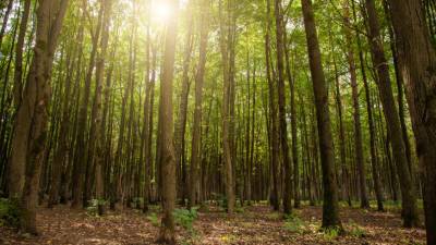 За последние 20 лет на Земле выросли леса размером с Францию