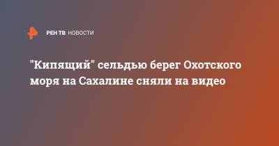 "Кипящий" сельдью берег Охотского моря на Сахалине сняли на видео