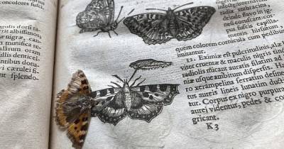 Между страницами старинного справочника насекомых нашли 400-летнюю бабочку
