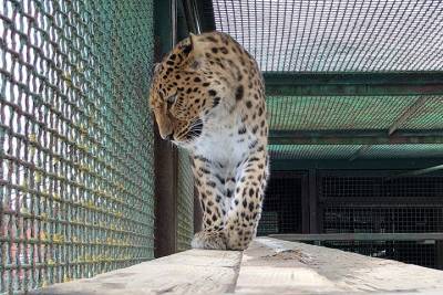Леопарду в Московском зоопарке нашли невесту