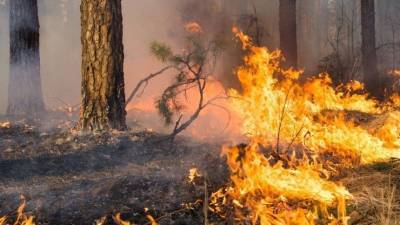 «Сарай, шпалы, скотина — все сгорело» — природные пожары бушуют в регионах РФ