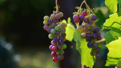 В 2021 году в РФ было заложено около 1 тысячи гектаров виноградников