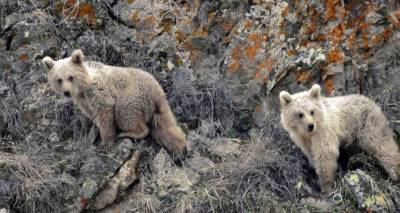 Камеры биосферного заповедника зафиксировали "быт" бурых медведей в лесах Армении