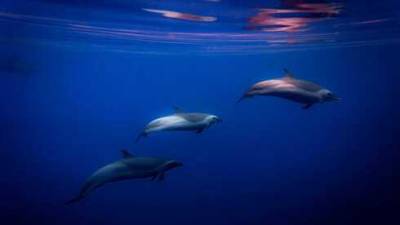 Редкое видео: огромная стая дельфинов припрыла к берегу Эйлата