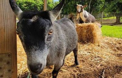 Марк Цукерберг опубликовал фотографию с козами. Комментаторы считают, что так он поддержал биткоин