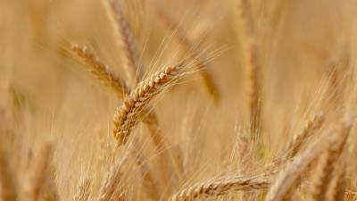 Повышение экспортной стоимости российской пшеницы зафиксировано в мае