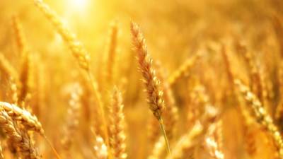 Экспортные цены на российскую пшеницу демонстрируют рост