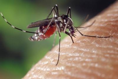 В Петербурге начинается сезон комаров