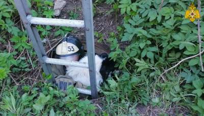 В Тверской области пожарные спасли собаку, провалившуюся в канализационный люк