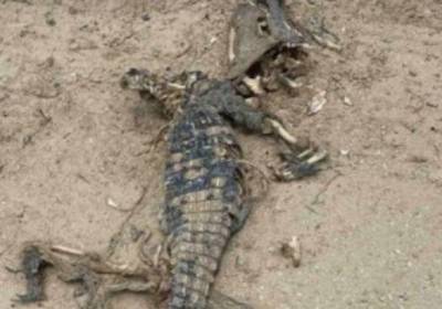В Кирилловке на пляже нашли мертвого крокодила