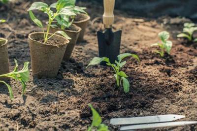 Как высаживать рассаду перцев на постоянное место: ошибка, которую допускают огородники