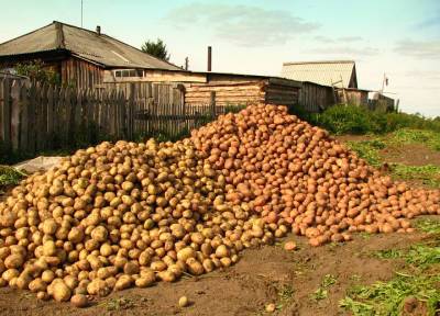 Шесть условий, чтобы с посаженного ведра картошки получить урожай в десять