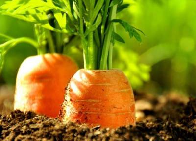 Семь советов огороднику, чтобы вырастить здоровую, ровную и прямую морковь
