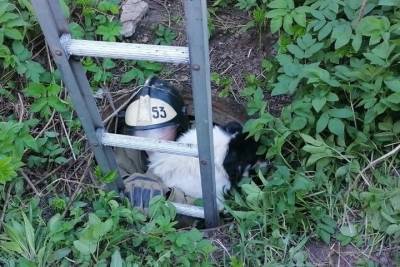 Спасатели в Тверской области достали из канализационного люка испуганную собаку