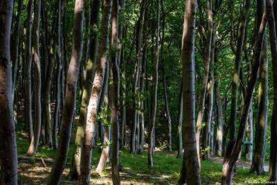 В Удмуртии начнут восстанавливать леса