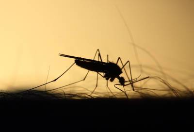 Энтомолог предупредил о нашествии комаров летом в Петербурге