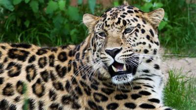 Сотрудники московского зоопарка переселили амурского леопарда в вольер к самке