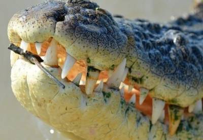 На популярном украинском курорте нашли останки крокодила (фото)