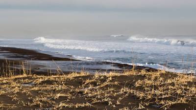 На Сахалине огромный косяк сельди выбросился на берег Охотского моря