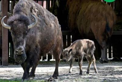 В год Быка у бизонов в Киевском зоопарке родился наследник (фото)