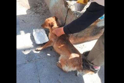 В Одессе спасли собаку, которая застряла под контейнером на пляже