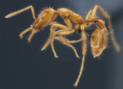 Ученые придумали гендерно-нейтральных муравьев