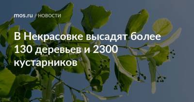 В Некрасовке высадят более 130 деревьев и 2300 кустарников