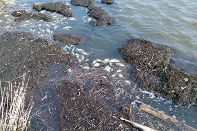 Рыба массового погибла около кузбасского курорта Танай