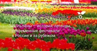 Тюльпаны — история, легенды, современные фестивали в России и за рубежом