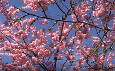Видео: цветение сакуры началось в Ботаническом саду