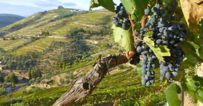 Винная дипломатия: в Украине впервые пройдет Wines of Portugal Grand Tasting 2021