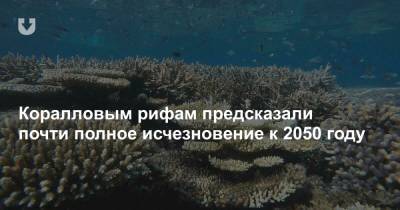 Коралловым рифам предсказали почти полное исчезновение к 2050 году